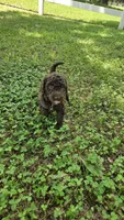 Sadie , a female Goldendoodle for sale in Clinton, SC – 1 of 3