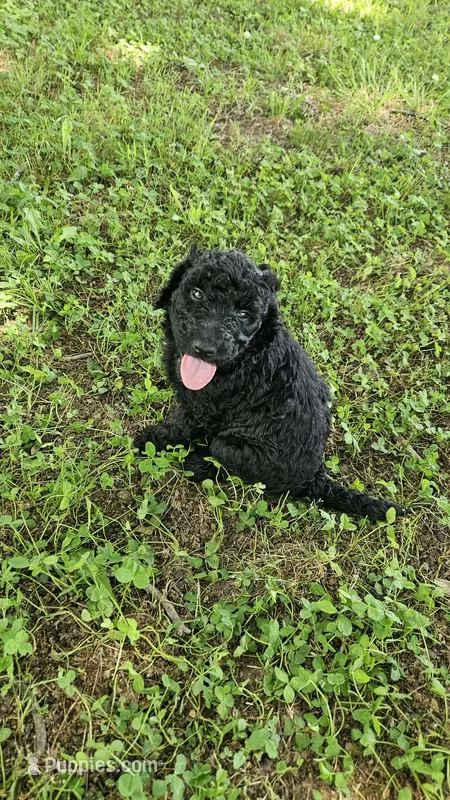 Ace – Goldendoodle puppy for sale in Clinton, SC