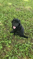 Ace, a male Goldendoodle for sale in Clinton, SC – 1 of 1