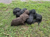 Sadie , a female Goldendoodle for sale in Clinton, SC – 3 of 3