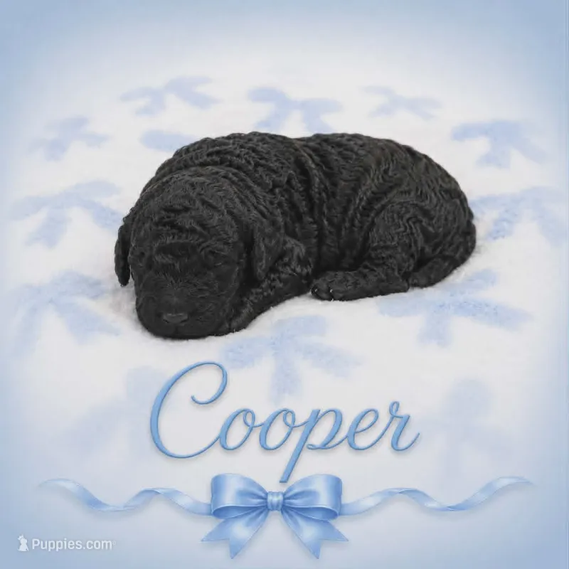 Cooper – Goldendoodle puppy for sale in Clinton, SC