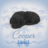 Cooper, a male Goldendoodle for sale in Clinton, SC – 1 of 1