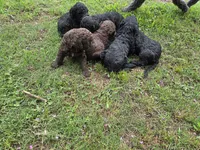 Cooper, a male Goldendoodle for sale in Clinton, SC – 4 of 4
