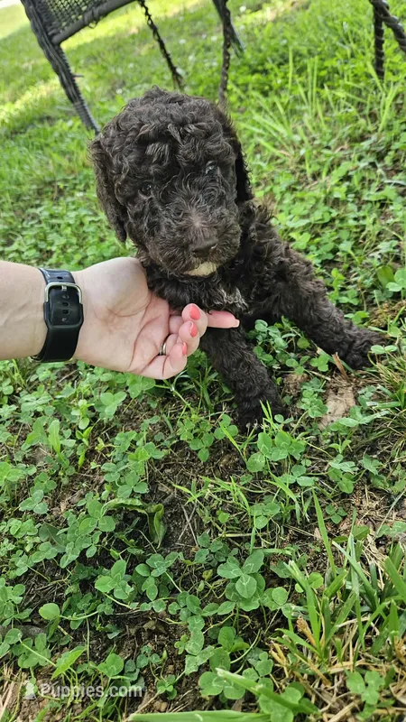 Scooby – Goldendoodle puppy for sale in Clinton, SC