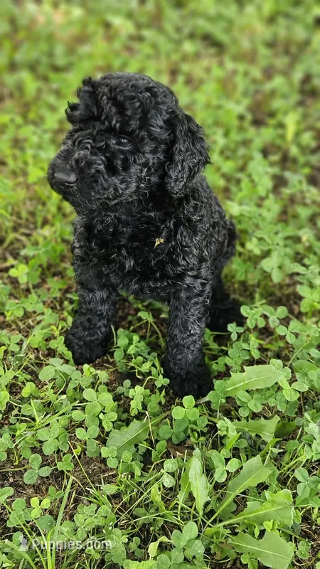 Cooper – Goldendoodle puppy for sale in Clinton, SC