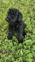 Cooper, a male Goldendoodle for sale in Clinton, SC – 1 of 4
