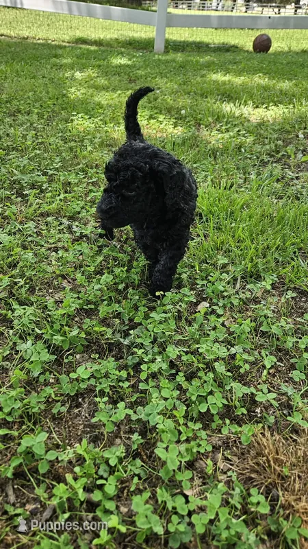 Duke – Goldendoodle puppy for sale in Clinton, SC