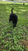 Duke, a male Goldendoodle for sale in Clinton, SC – 1 of 2