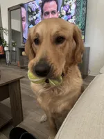 Luna, a female Golden Retriever for sale in San Jacinto, CA – 5 of 5