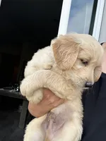 Buddy, a male Goldendoodle and Golden Retriever for sale in San Jacinto, CA – 2 of 5