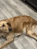 Luna, a female Golden Retriever for sale in San Jacinto, CA – 3 of 5