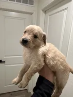 Luna, a female Golden Retriever for sale in San Jacinto, CA – 2 of 5