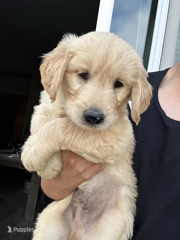 Buddy – Goldendoodle, Golden Retriever puppy for sale in San Jacinto, CA