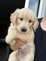 Buddy, a male Goldendoodle and Golden Retriever for sale in San Jacinto, CA – 1 of 5