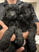 Luna, a female Goldendoodle for sale in San Jacinto, CA – 2 of 2