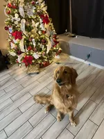 Luna, a female Golden Retriever for sale in San Jacinto, CA – 4 of 5