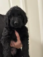 Molly, a female Goldendoodle for sale in San Jacinto, CA – 1 of 3