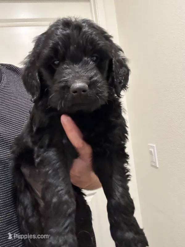 Luna – Goldendoodle puppy for sale in San Jacinto, CA