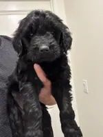 Luna, a female Goldendoodle for sale in San Jacinto, CA – 1 of 2