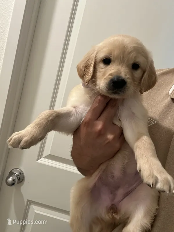 Luna, a female Golden Retriever for sale in San Jacinto, CA – 1 of 5
