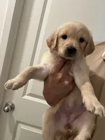 Luna, a female Golden Retriever for sale in San Jacinto, CA – 1 of 5