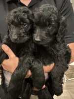 Molly, a female Goldendoodle for sale in San Jacinto, CA – 2 of 3