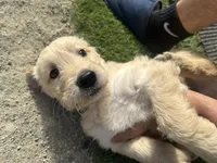Buddy, a male Goldendoodle and Golden Retriever for sale in San Jacinto, CA – 3 of 5