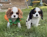 Daisy, a female Cavalier King Charles Spaniel for sale in Fall River, MA – 2 of 3