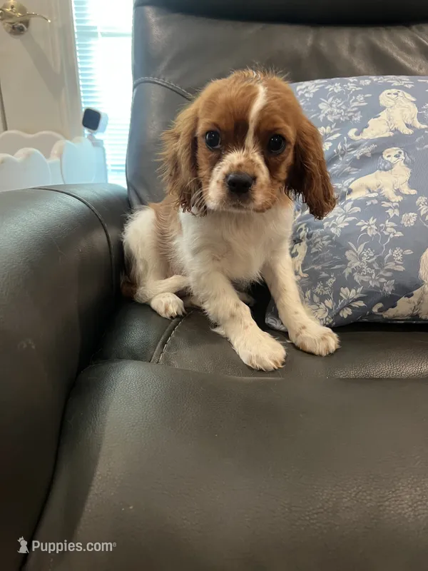 Little Lady  – Cavalier King Charles Spaniel puppy for sale in Boston, MA