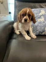 Little Lady , a female Cavalier King Charles Spaniel for sale in Boston, MA – 1 of 5