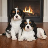Lady, a female Cavalier King Charles Spaniel for sale in Fall River, MA – Photo 1 of 2