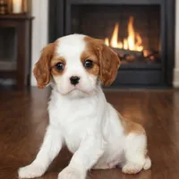Lady, a female Cavalier King Charles Spaniel for sale in Boston, MA – Photo 2 of 2