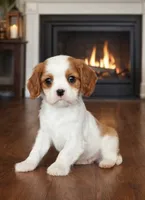 Lady, a female Cavalier King Charles Spaniel for sale in Fall River, MA – Photo 2 of 2