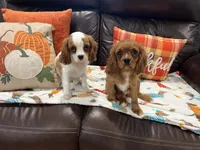 Ruby girl, a female Cavalier King Charles Spaniel for sale in Boston, MA – 3 of 6