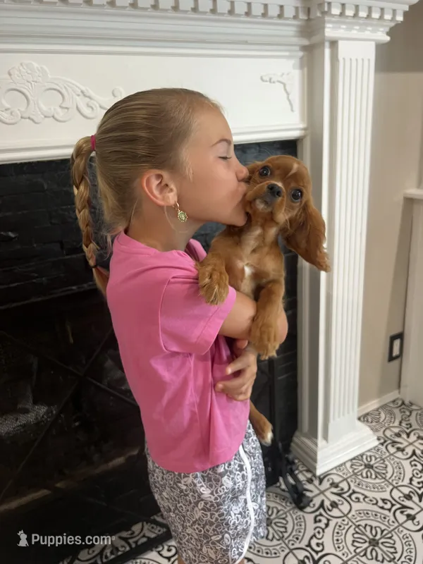 Ruby boy 1  – Cavalier King Charles Spaniel puppy for sale in Boston, MA