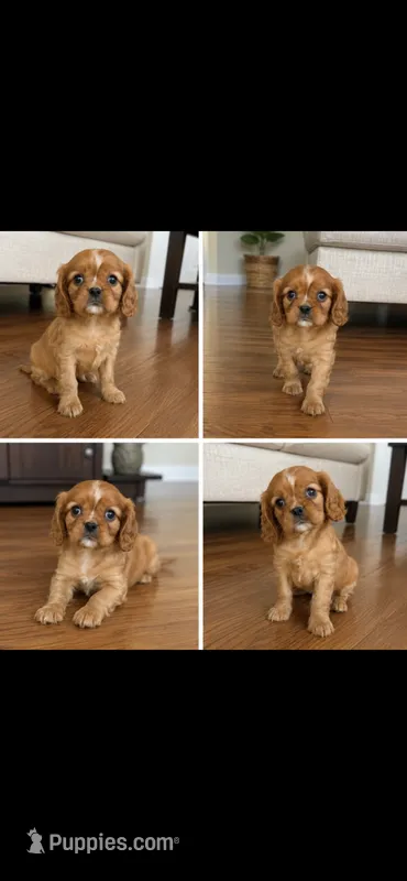 Ruby boy 1  – Cavalier King Charles Spaniel puppy for sale in Boston, MA