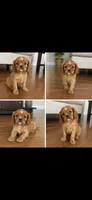Ruby boy 1 , a male Cavalier King Charles Spaniel for sale in Boston, MA – 1 of 2