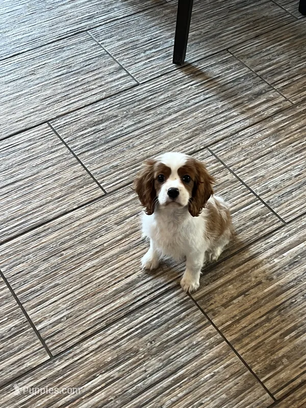 Blenhiem male  – Cavalier King Charles Spaniel puppy for sale in Boston, MA