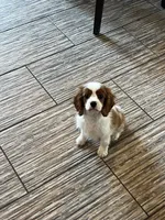 Blenhiem male , a male Cavalier King Charles Spaniel for sale in Boston, MA – 1 of 4