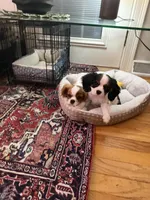 Daisy, a female Cavalier King Charles Spaniel for sale in Fall River, MA – 3 of 3