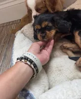 Black and tan boy , a male Cavalier King Charles Spaniel for sale in Boston, MA – 4 of 6
