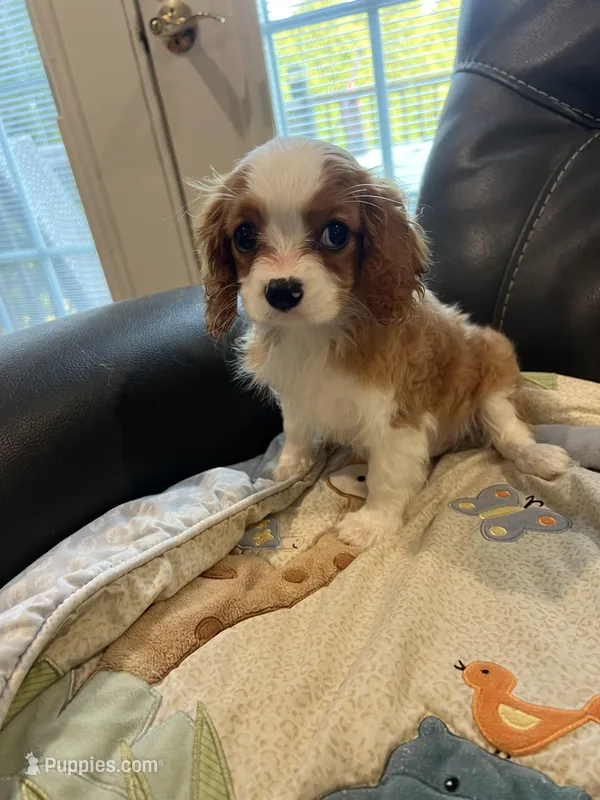 Little Lady 2  – Cavalier King Charles Spaniel puppy for sale in Boston, MA
