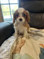 Little Lady 2 , a female Cavalier King Charles Spaniel for sale in Boston, MA – Photo 2 of 3
