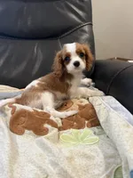 Little Lady 2 , a female Cavalier King Charles Spaniel for sale in Boston, MA – Photo 3 of 3