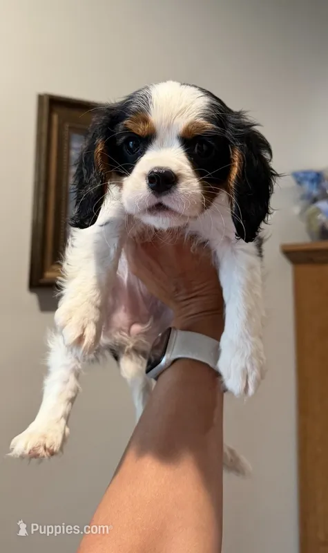 Daisy – Cavalier King Charles Spaniel puppy on hold in Fall River, MA