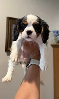 Daisy, a female Cavalier King Charles Spaniel for sale in Fall River, MA – 1 of 3