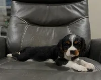 Tricolor boy , a male Cavalier King Charles Spaniel for sale in Boston, MA – 2 of 6