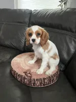 Miss Lady, a female Cavalier King Charles Spaniel for sale in Boston, MA – 2 of 7