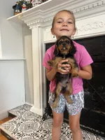 Black and tan boy , a male Cavalier King Charles Spaniel for sale in Boston, MA – 6 of 6