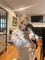 Tri girl , a female Cavalier King Charles Spaniel for sale in Boston, MA – 5 of 5
